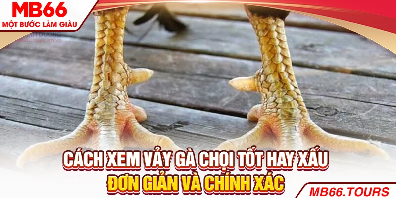 Cách Xem Vảy Gà Chọi Tốt Hay Xấu Đơn Giản Và Chính Xác