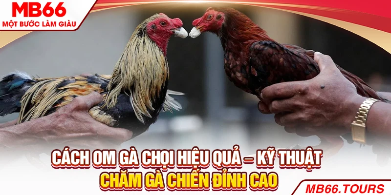 Cách Om Gà Chọi Hiệu Quả – Kỹ Thuật Chăm Gà Chiến Đỉnh Cao