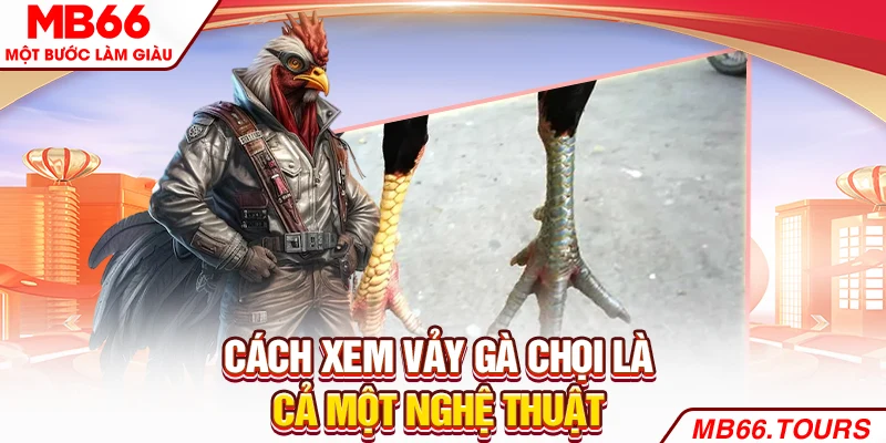 Cách xem vảy gà chọi là cả một nghệ thuật