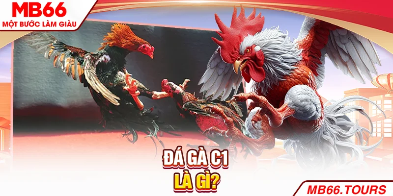 Đá gà C1 là gì?