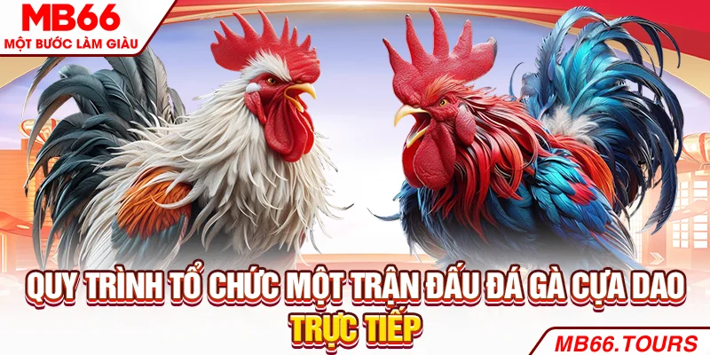 Quy trình tổ chức một trận đấu đá gà cựa dao trực tiếp