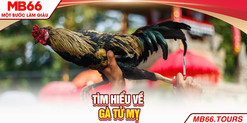 Tìm hiểu về gà Tử Mỵ Tìm hiểu về gà Tử Mỵ