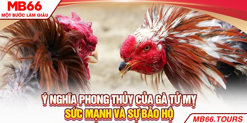 Ý nghĩa phong thủy của gà Tử Mỵ - Sức mạnh và sự bảo hộ Ý nghĩa phong thủy của gà Tử Mỵ - Sức mạnh và sự bảo hộ