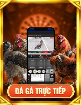 Đá gà trực tiếp